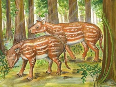 Обнаружены останки древнейшего животного: оно обитало на Земле 55 миллионов лет назад