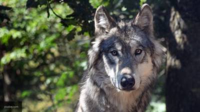 Тамбовские волки стоят на грани исчезновения
