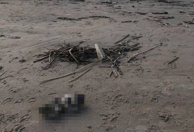 На берегу Финского залива в Сестрорецке нашли обезображенный труп младенца