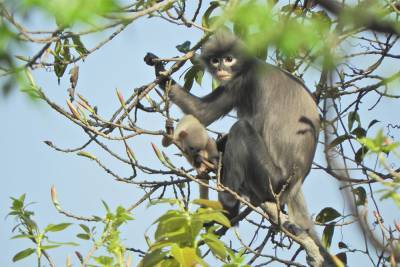 В Азии открыли новый вид обезьян