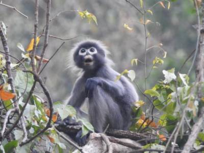 В джунглях обнаружили новый вид обезьян