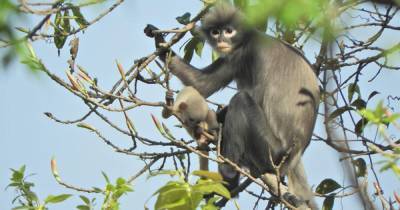 Ученые открыли новый вид обезьян