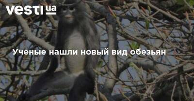 Ученые нашли новый вид обезьян - vesti.ua - Бирма