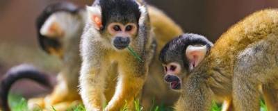 Недавно найденный новый вид обезьян уже объявлен вымирающим