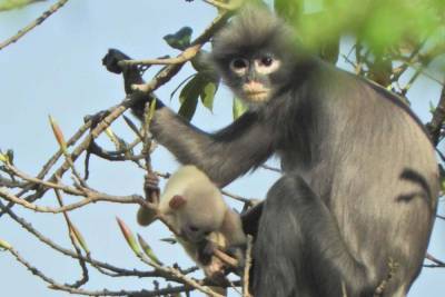 Биологи открыли новый вид обезьян и сразу признали его вымирающим