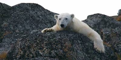 Радар с ИИ защищает белых медведей и людей друг от друга в канадской Арктике