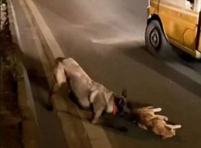 Собака старалась оказать помощь сбитой автомобилем кошке и попала на видео (1 фото)