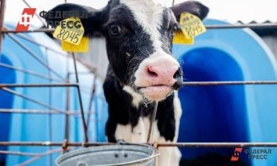 В Нижегородской области стало на 15 молочных ферм больше