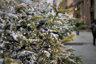 Власти Ульяновской области отменили торги на закупку новогодней елки
