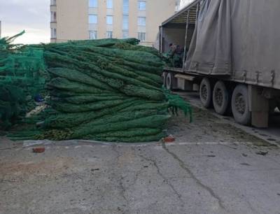 Из Кузбасса в Новосибирск отправили партию новогодних деревьев
