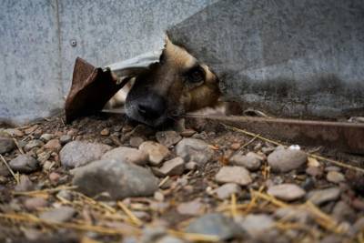 Жители Иркутска требуют наказать руководство приюта «Пять звезд» за жестокое обращение с животными