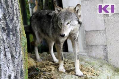 Коми волки защитят республику от пришлых хищников