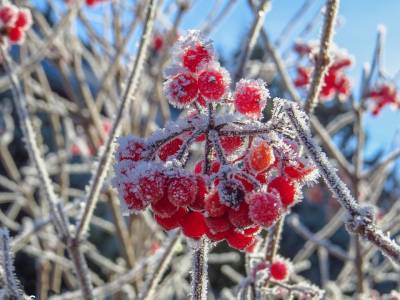 В Рязанской области вновь ожидаются заморозки