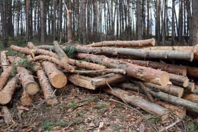 Украинский лес под угрозой уничтожения — эксперт