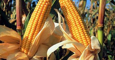 В Украине в этом году существенно снизилась урожайность кукурузы