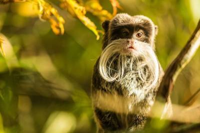 Найден новый вид обезьян, который признали вымирающим