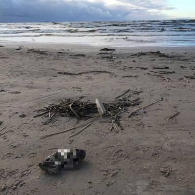 На берегу Финского залива нашли останки недоношенного младенца
