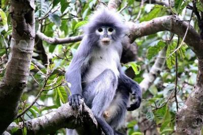 Ученые обнаружили существование нового вида обезьян, которые уже почти вымерли - vkcyprus.com - Бирма