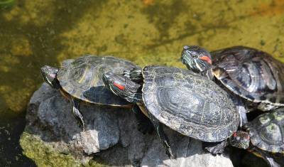 В Ульяновске работники мусоросортировочного комплекса спасли от смерти двух черепах
