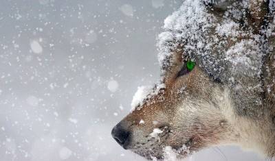 В Башкирии застрелили волка, напавшего на четырёх человек
