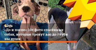 «Доипосле»: 10+ фото спасённых собак, которые тронут вас доглубины души