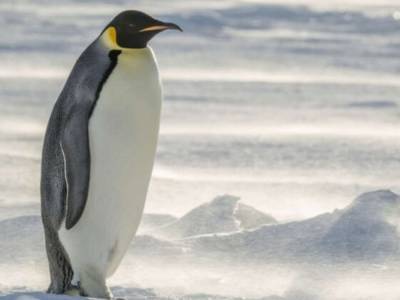 Побережье ЮАР хотят заселить пингвинами