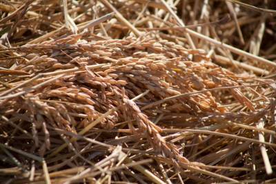 Дагестанский мясокомбинат собрал первый урожай риса