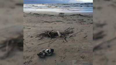 Тело недоношенной девочки нашли на пляже в Петербурге