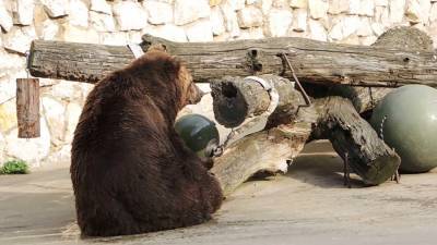Бурая медведица из Московского зоопарка готовится к спячке