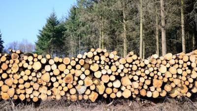 Госдума получила законопроект о системе учета вырубки и продажи леса в стране