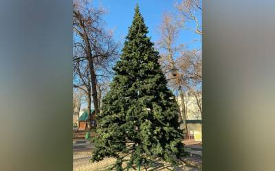 В парках Липецка начали устанавливать новогодние ёлки