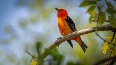 Ученые опубликовали геномы почти всего семейства птиц