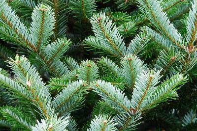 В Тверскую область начали ввоз рождественских деревьев