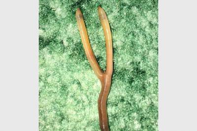 Женщина нашла двухголового дождевого червя и поселила в цветочном горшке - lenta.ru - Англия