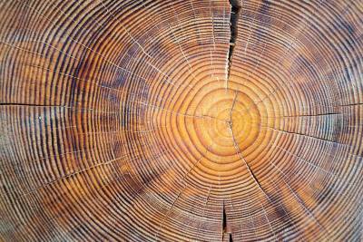 В годовых кольцах деревьев обнаружили следы взрыва сверхновых