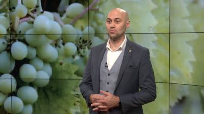 Почему сомелье сплевывают вино и зачем виноград топчут ногами: интересное интервью с экспертом