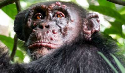 У диких шимпанзе впервые в истории обнаружена проказа