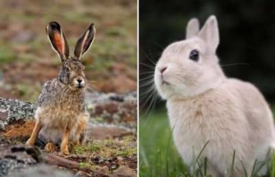 В чем отличие зайца и кролика, если выглядят они одинаково