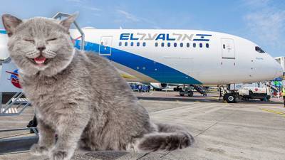 Самолет "Эль-Аль" застрял в Гонконге из-за кота