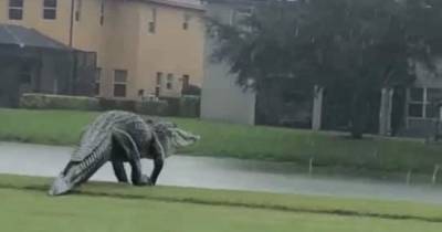 Полудинозавр: во Флориде камера засняла на поле для гольфа громадного аллигатора (видео)