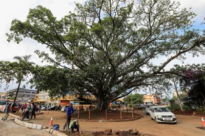 Президент Кении спас вековое фиговое дерево в Найроби, которое стояло на месте будущей дороги