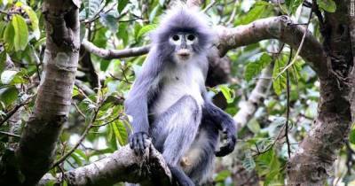 В Мьянме обнаружили новый вид обезьян, но их осталось всего 250 особей