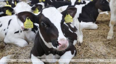 В Беларуси в новой пятилетке планируют построить 64 молочно-товарные фермы