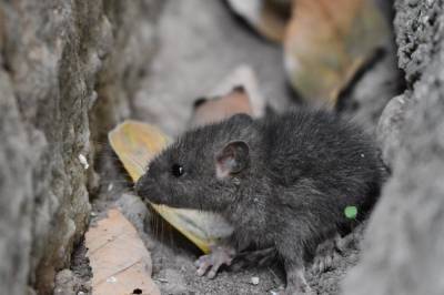 Виновна домашняя крыса: в Германии обнаружили первый случай заболевания хантавируса