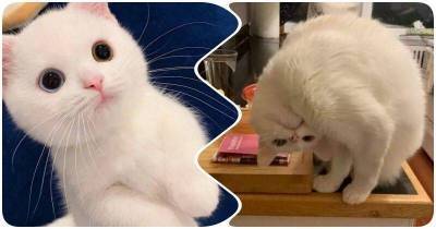 15 фото, которые заставят вас полюбить белых котиков, ведь они – прекрасны
