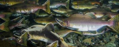 Рыбы на Аляске и Чукотке могут пережить нехватку кислорода