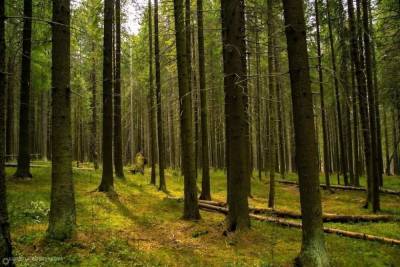 Лесники Карелии искусственно восстановили 7,8 тысяч гектаров леса