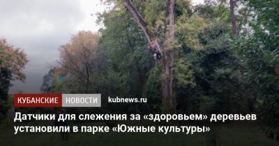 Датчики для слежения за «здоровьем» деревьев установили в парке «Южные культуры»