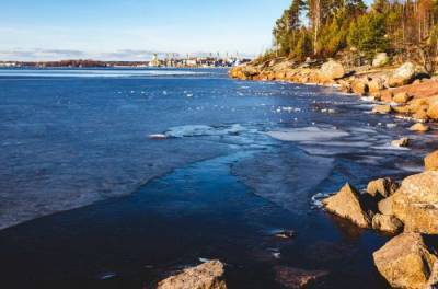 На берег Финского залива выбросило останки неизвестного существа