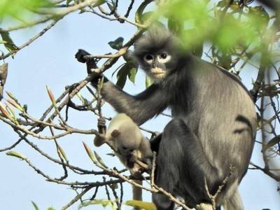 Новый вид обезьян открыт в Мьянме - polit.ru - Индия - Бирма - Индонезия - Шри Ланка